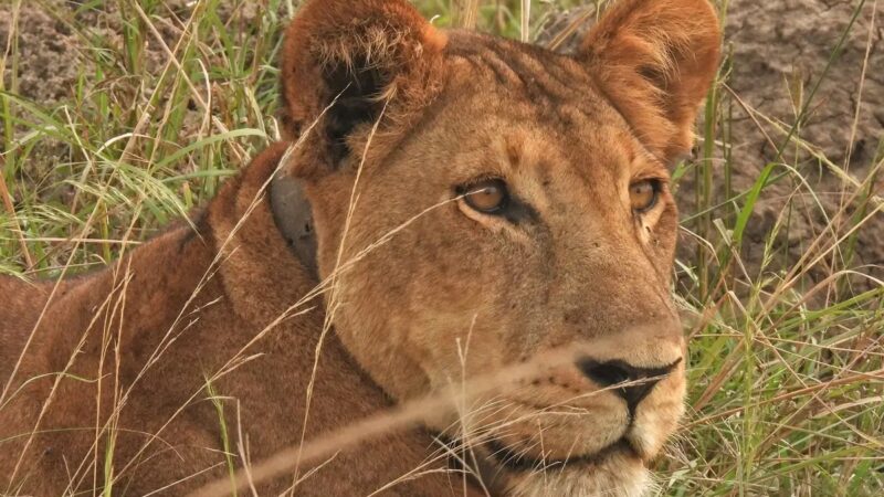 Murchison Falls National Park