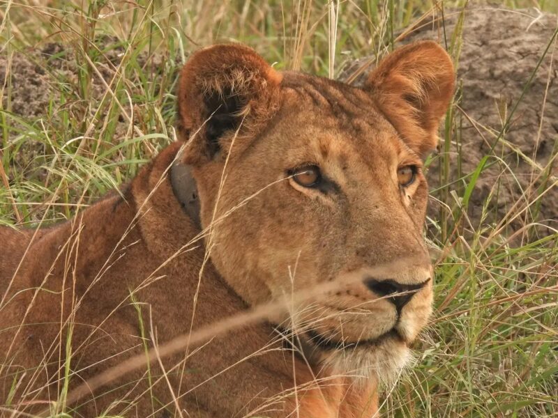 Murchison Falls National Park