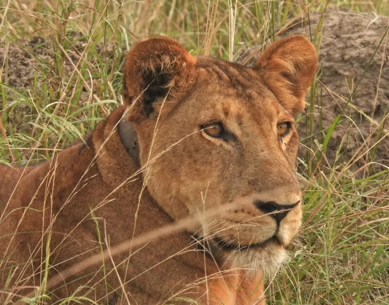 Murchison Falls National Park