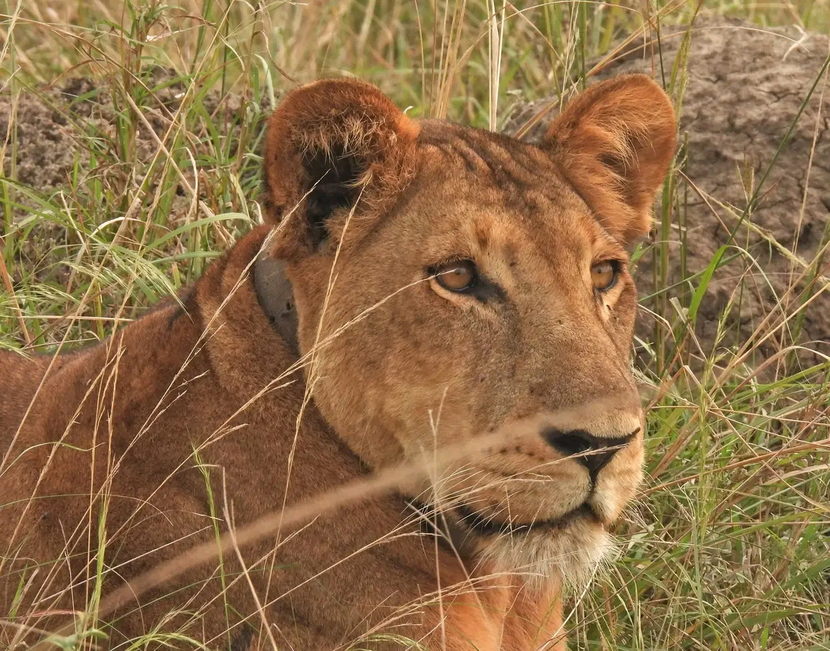 Tanzania Wildlife Safaris Tour 
