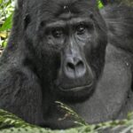 Gorilla Trekking Uganda