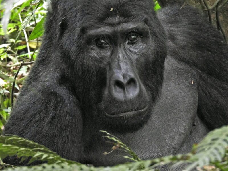 Gorilla Trekking Uganda