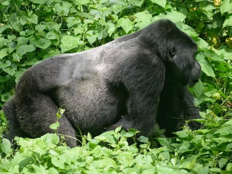 Uganda Gorilla Trekking Safaris Tour