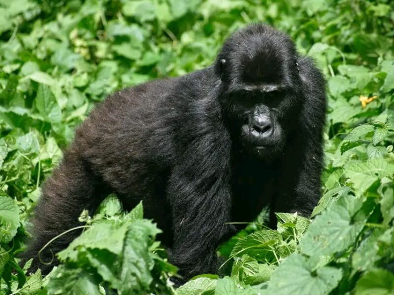 Rwanda Gorilla Trekking