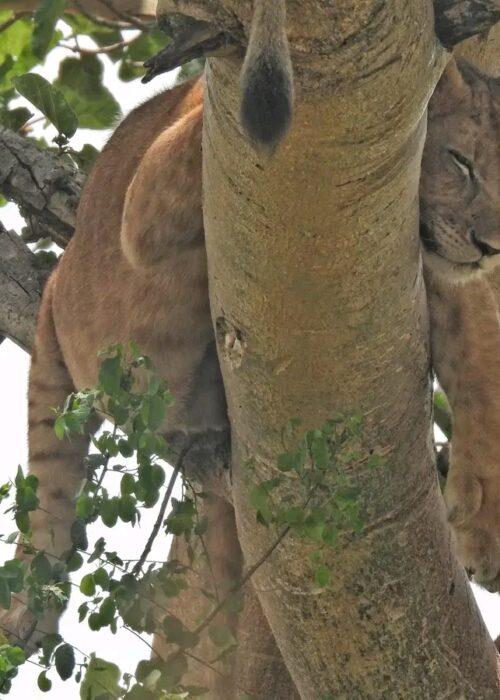 Queen Elizabeth National Park