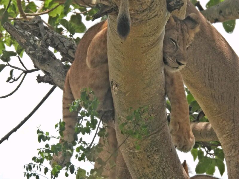 Queen Elizabeth National Park