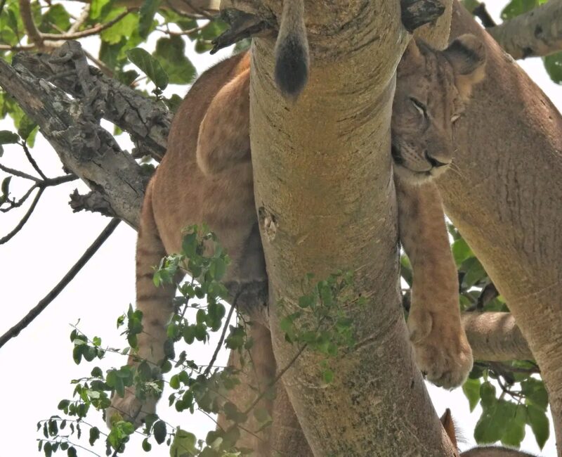 Queen Elizabeth National Park