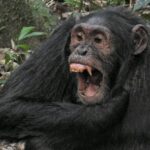 Uganda Chimpanzee Tracking Safaris