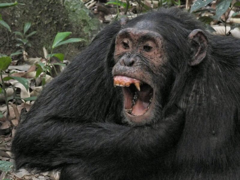 Uganda Chimpanzee Tracking Safaris