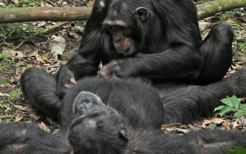 Nyungwe Forest National Parks Rwanda