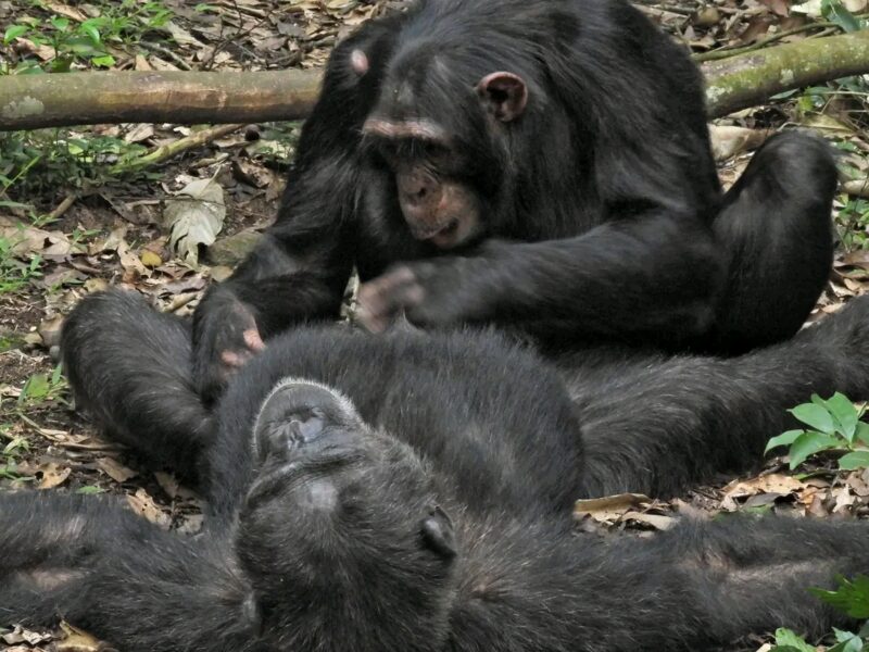 Nyungwe Forest National Parks Rwanda