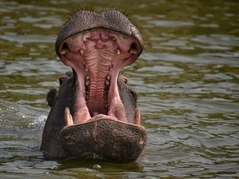 Murchison Falls Safari Uganda