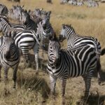 Lake Mburo National Park