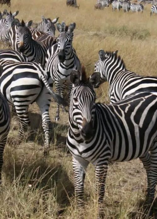 Lake Mburo National Park