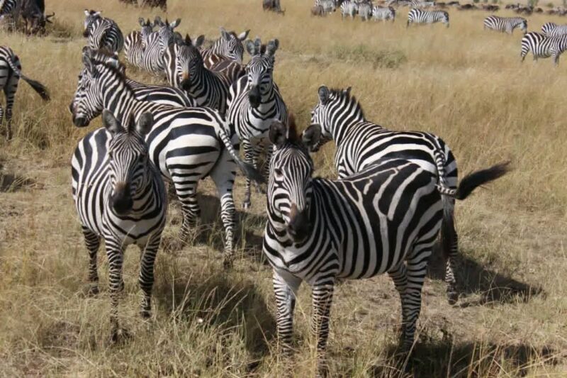 Lake Mburo National Park