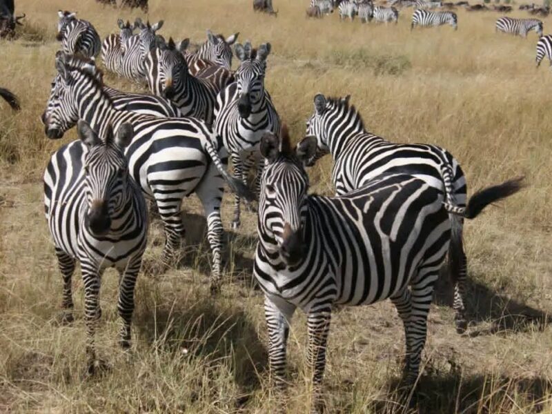 Lake Mburo National Park