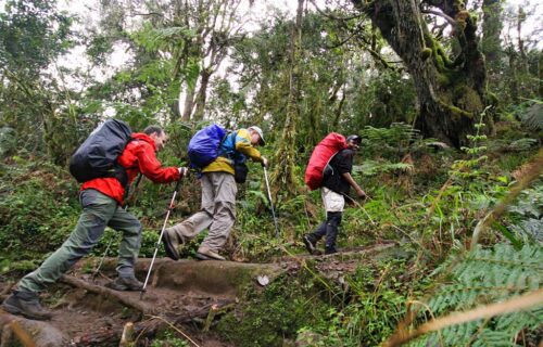 Bwindi Impenetrable National Park