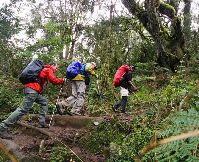 Bwindi Impenetrable National Park