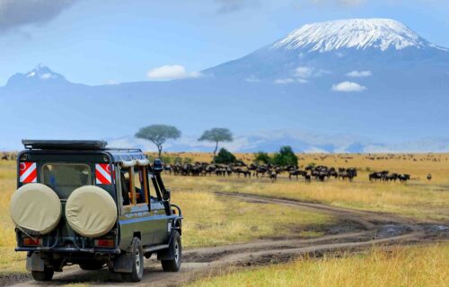 Tanzania Wildlife Safaris Tour