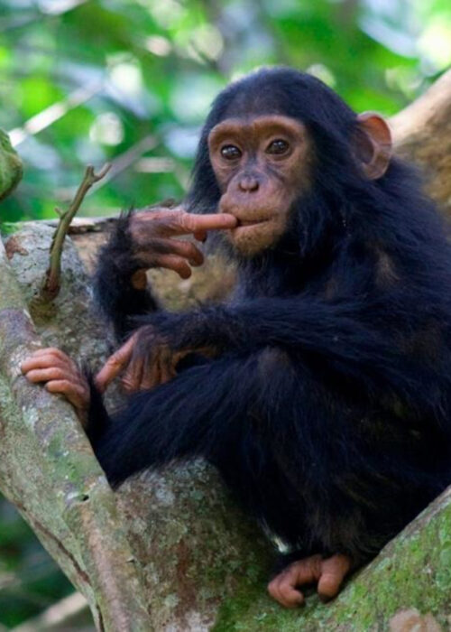 Uganda Chimpanzee Safaris Tour 2