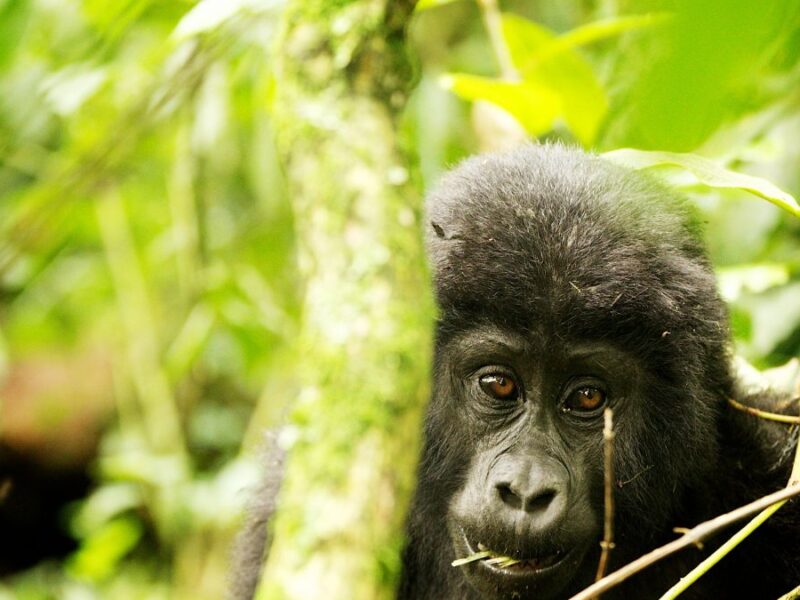 Mgahinga Gorilla National Park