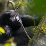 Rwanda Gorilla Trekking safaris tour