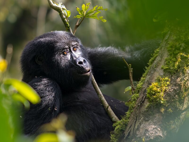 Rwanda Gorilla Trekking safaris tour