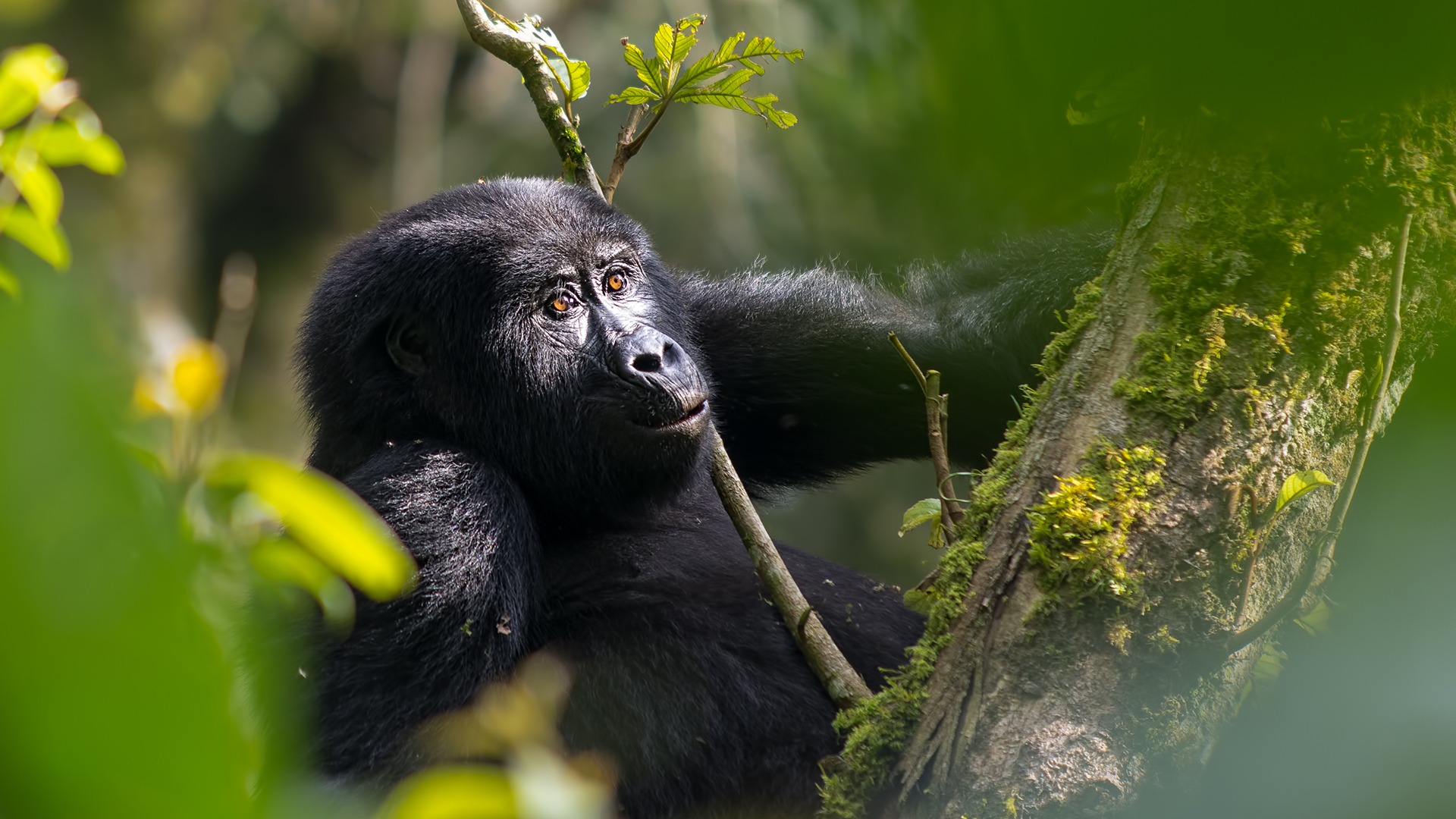 Rwanda Gorilla Trekking safaris tour