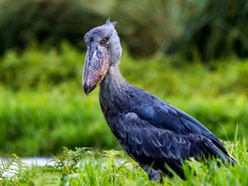 shoebill tracking in uganda