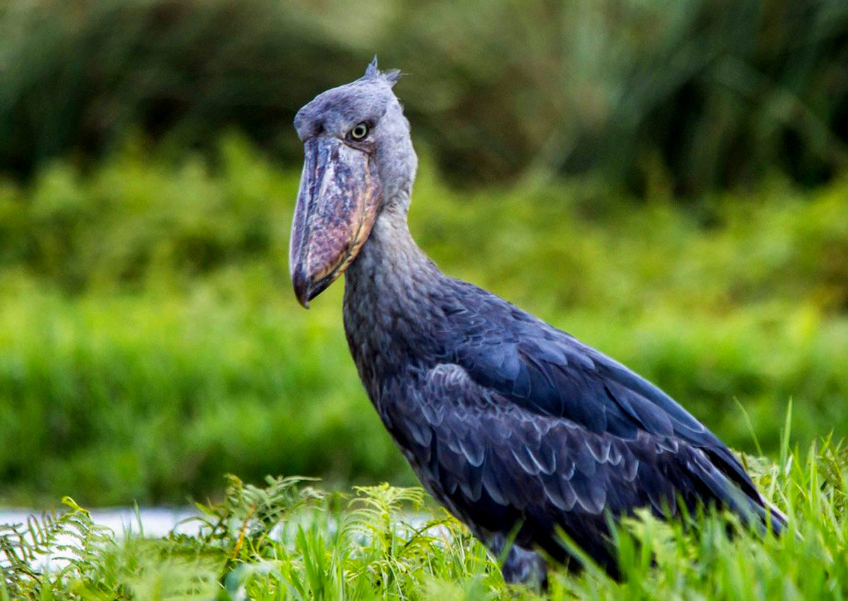 shoebill tracking in uganda