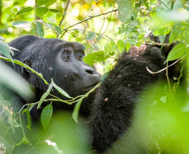 Gorilla Trekking Safaris in Uganda