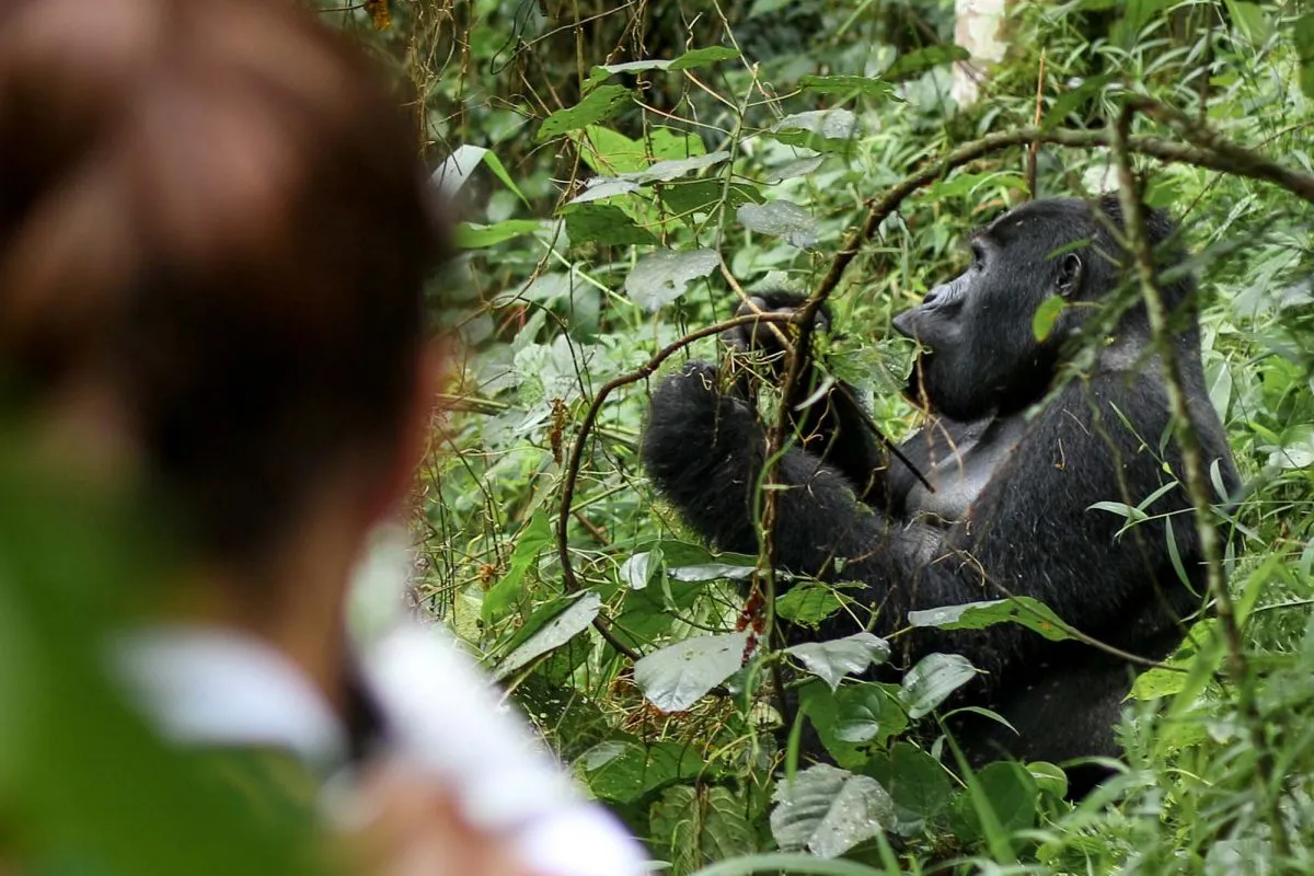 gorilla trekking safaris in Uganda